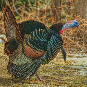 Wisconsin Wild Turkeys - 2019